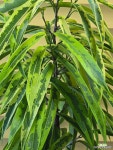 [무늬알리고무나무] 중품 J0197 -동일품 배송- 높이60cm 폭40cm : 공기정화식물 - 엑스플랜트
