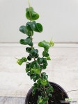 바로크벤자민 소품 : 공기정화식물 - 엑스플랜트