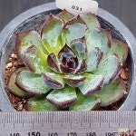 초코그레이스(0908-831 : 다육식물 - 엑스플랜트