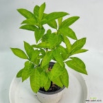 야래향 아래향 야레향 묵은목대 모기퇴치식물 공룡꽃식물원 : 공기정화식물 - 엑스플랜트