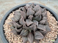 33 수정연필뮤던트 : 하월시아 - 엑스플랜트