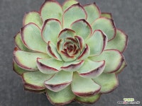 츄비바니 5-271 : 다육식물 - 엑스플랜트