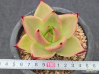 원종로시아 7-251 : 다육식물 - 엑스플랜트