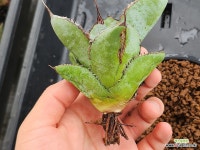 agave 무변백빙 : 아가베 경매 - 엑스플랜트