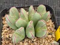 각지고 라인이쁜 명진 7두(240913-2-60) : 코노피튬 - 엑스플랜트