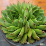 에케문스톤 0915 : 다육식물 - 엑스플랜트 에케문스톤  0915 : 다육식물 - 엑스플랜트