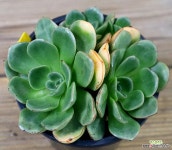 불카누스 : 다육식물 - 엑스플랜트