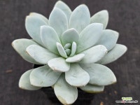 라우이 6-242 : 다육식물 - 엑스플랜트