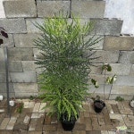 청아라리아 140cm : 공기정화식물 - 엑스플랜트