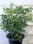 [오렌지자스민] 중품 베란다월동 J0203 -동일품 배송- 높이60cm 폭40cm : 허브 - 엑스플랜트