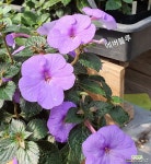 에버블루(아키메네스) : 공기정화식물 - 엑스플랜트