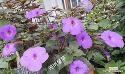 에버블루(아키메네스) : 공기정화식물 - 엑스플랜트