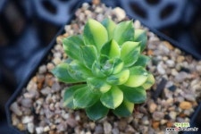 에보니금1060 : 다육금 - 엑스플랜트