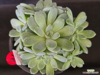 강남)젤리공주 78 : 다육식물 - 엑스플랜트