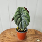 알로카시아 쿠프레아 레드시크릿, C5196,높이 26cm, 너비16cm, 동일품배송 : 관엽식물 - 엑스플랜트