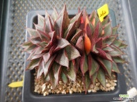 모노금262 : 다육식물 - 엑스플랜트