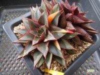 모노금262 : 다육식물 - 엑스플랜트