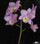 카틀레야 해피송.신상품입고.예쁜핑크색의 노랑색립술.아주예뻐요.향기아주큰내줌.꽃대집화포있음.인기상품. : 카틀레야 - 엑스플랜트