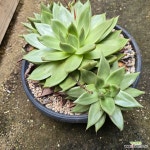 원종도감마리아 : 다육식물 - 엑스플랜트