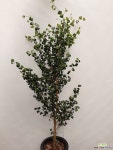 바로크벤자민 : 공기정화식물 - 엑스플랜트