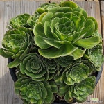 그린로즈금1002-30 : 다육식물 - 엑스플랜트