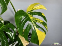 옐로우몬스테라알보87번 : 공기정화식물 - 엑스플랜트