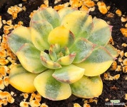 오리온금 : 다육금 - 엑스플랜트