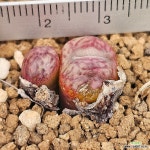 레드마교 (conophytum maughanii red hybrid) : 코노피튬 - 엑스플랜트