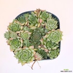 밀라야 바위솔 / 비밀의숲 바위솔 / 선별발송 : 바위솔 - 엑스플랜트