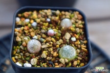 부르게리모듬 951009 : 리톱스 - 엑스플랜트