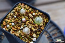 부르게리모듬 951009 : 리톱스 - 엑스플랜트