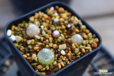 부르게리모듬 951009 : 리톱스 - 엑스플랜트