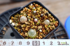 부르게리모듬 951009 : 리톱스 - 엑스플랜트