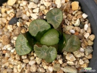 대경만상(소묘) 52- : 하월시아 - 엑스플랜트