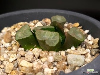 대경만상(소묘) 52- : 하월시아 - 엑스플랜트