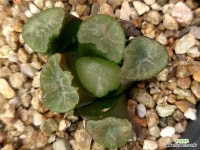 대경만상(소묘) 52- : 하월시아 - 엑스플랜트