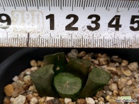 대경만상(소묘) 52- : 하월시아 - 엑스플랜트