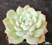 어메징그레스450 : 다육식물 - 엑스플랜트