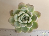 아이시그린1165 : 다육식물 - 엑스플랜트