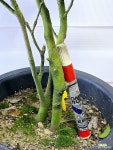 [흑향동백] 대품 노지월동 J0235 -동일품 배송- 높이90cm 폭50cm 붉고예쁜꽃과 은은한 향기가 일품 : 야생화 - 엑스플랜트