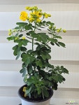 [황호접 카시아] 베란다월동 J0236 -동일품 배송- 높이40cm 폭20cm : 야생화 - 엑스플랜트