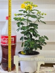 [황호접 카시아] 베란다월동 J0236 -동일품 배송- 높이40cm 폭20cm : 야생화 - 엑스플랜트
