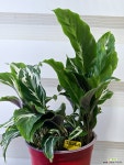 [퓨전화이트] 중품 J0254 -동일품 배송- 높이34cm 폭28cm : 공기정화식물 - 엑스플랜트