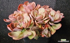 수연615 : 다육식물 - 엑스플랜트