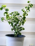 [무늬바로크벤자민] 중품 J0258 -동일품 배송- 높이38cm 폭25cm : 공기정화식물 - 엑스플랜트