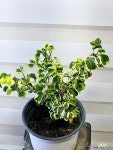 [무늬바로크벤자민] 중품 J0258 -동일품 배송- 높이38cm 폭25cm : 공기정화식물 - 엑스플랜트