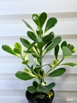 [무늬크루시아] 중품 신품종 J0260 -동일품 배송- 높이52cm 폭32cm : 공기정화식물 - 엑스플랜트