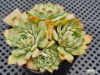 샤를로즈 1022 : 다육식물 - 엑스플랜트