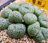 청희 : 코노피튬 - 엑스플랜트