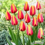 명품튤립 월드피스 특구근5개 튜울립구근/추식구근/튤립구근 : 구근류 - 엑스플랜트